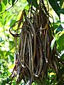 Starr 071024-0368 Tecoma stans