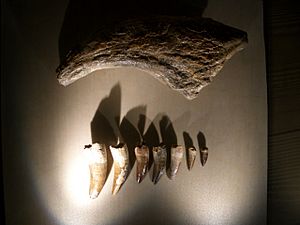 Archivo:Suchomimus tenerensis claw and teeth