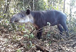 Tapir in Costa Rica.jpg