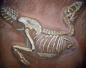 Archivo:Tarbosaurus museum Muenster