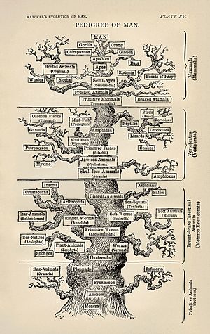 Árbol de la vida de Ernst Haeckel (1879)