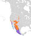 Tyrannus vociferans map
