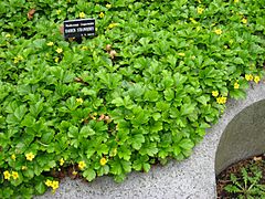 Archivo:Waldsteinia fragarioides - in Mount Auburn Cemetery