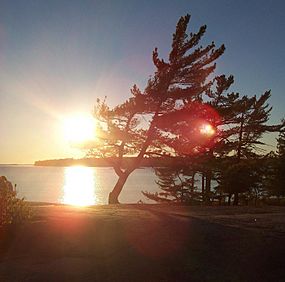 Archivo:Windswept pine on Georgian Bay