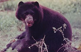 Zoológico Paraguaná - Oso frontino Pacheco.jpg