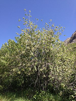 Archivo:2014-06-13 14 48 01 Choke Cherries blooming along Lamoille Canyon Road in Lamoille Canyon, Nevada