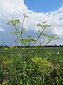 20170722Pastinaca sativa2