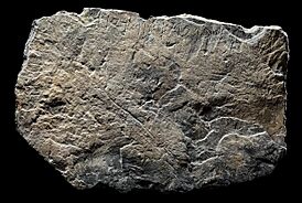Abecedario de Espanca.jpg