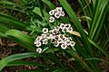 Achillea sibirica flowers 001