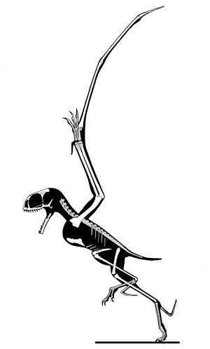 Archivo:Anurognathus