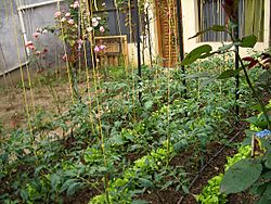 Archivo:Aretxabaleta-apts-and-garden-4618