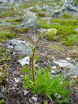 Artemisia norvegica.jpg