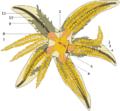 Asterias rubens, dissection