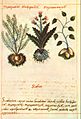 Badianus scabies