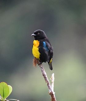 Bangsia melanochlamys - Tangara aurinegra - Black-and-Gold Tanager (8553364280).jpg