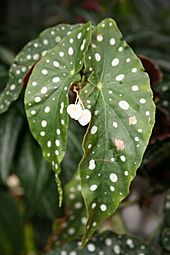 Begonia maculata3073316230