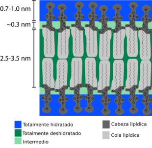 Archivo:Bilayer hydration profile-es