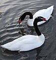 Black-necked Swan (5370538147)