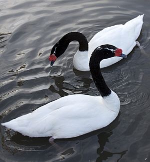 Archivo:Black-necked Swan (5370538147)