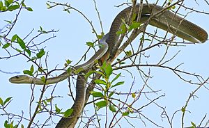 Archivo:Black Mamba (Dendroaspis polylepis) juvenile (under 2m...) on top of a tree ... (30397328144)