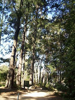 Archivo:Botanic gardens trees canberra
