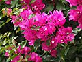 Bougainvillea glabra Bugenwilla gładka 2023-10-31 04