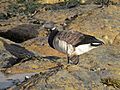 Branta bernicla hrota St Marys Northumberland 0