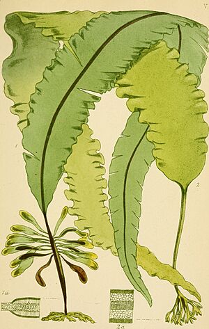 Archivo:British sea-weeds- an introduction to the study of the marine Algae of Great Britain, Ireland ad the Channel Islands (1867) (19797679113)