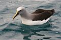 Buller's Albatross on water