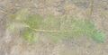 Cabomba caroliniana leaves