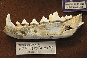 Archivo:Canis lupus mosbachensis - mandíbula - Arago