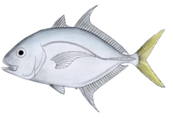 Carangoides chrysophrys.png
