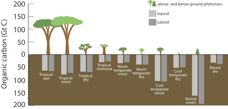 Carbon stored in ecosystems