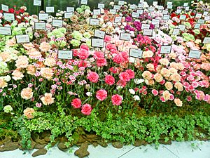Archivo:Carnation Varieties - Mother's Day -Ginza