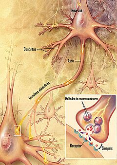 Chemical synapse schema cropped es.jpg