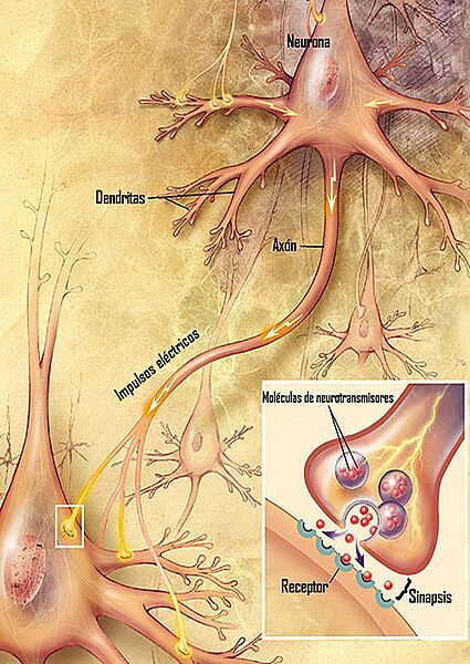 Chemical synapse schema cropped es