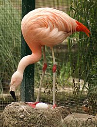 Archivo:Chilenischer Flamingo Tiergarten Bernburg 2007