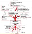 Clasificacion biotecnologia