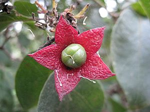 Archivo:Clerodendrum tomentosum Flower