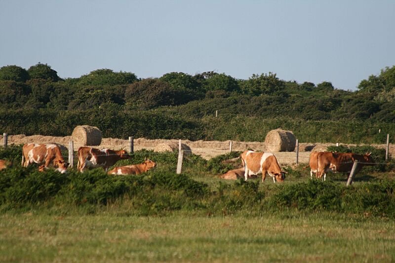 Cliôsée d'vaques, Sèr