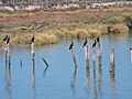 Cormoranes