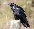 Corvus corax by David Hofmann