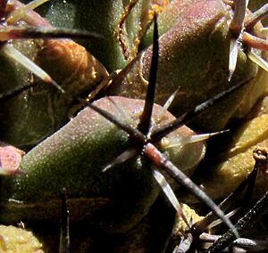 Archivo:Coryphantha georgii 1