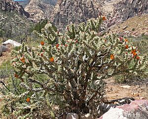 Archivo:Cylindropuntia acanthocarpa var coloradensis 9