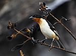 Archivo:Cypsnagra hirundinacea - White-rumped Tanager; Serra da Canastra National Park, Minas Gerais, Brazil