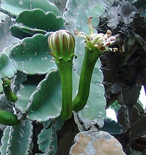 Archivo:Dendrocereus flower