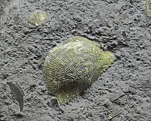 Archivo:Devonochonetes sp 20170301c