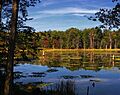 Dimock Township Wetland