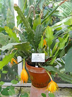 Disocactus macranthus - Botanischer Garten München-Nymphenburg - DSC07919.JPG