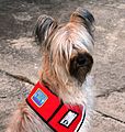 EllaServiceDog